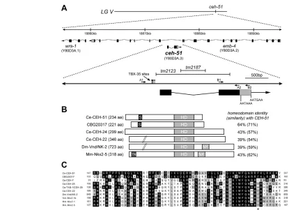 Fig. 2. Structure of ceh-51and bases is predicted by EST yk51g7. Polyadenylation motifs of AATAAA and AATGAA (Hajarnavis et al., 2004) are found 40 bp and 260 bp, respectively,downstream of the stop codon