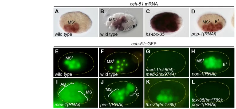 Fig. 3. Expression of ceh-51delayed until past the MS51both the MS and E lineages (the remainder were similar to wild type)