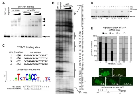 Fig. 4. TBX-35 binds ceh-51WebLogo, http://weblogo.berkeley.edu) resembles that of the Brachyury half-site (Kispert and Herrmann, 1993)