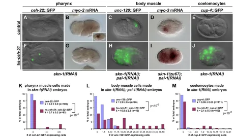 Fig. 5. Overexpression of CEH-51 promotes specification of MS-derived cell types. (resembled those shown in I