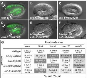 Fig. 7. Muscle defects in ceh-51(tm2123)of MS-derived . (A,D) Lossunc-120::GFP expression (arrowheads) in