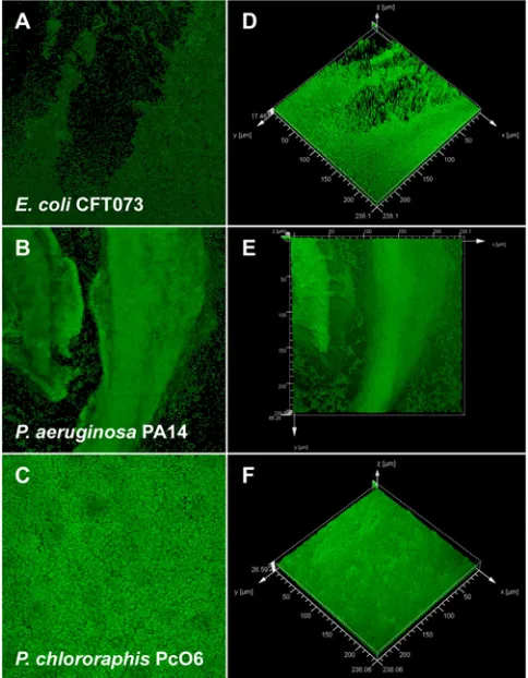 Fig. 3: CLSM of AO stained bacterial biofilms grown in the CBD. The  images on the left are 2D averages of image z-stacks, whereas the images on the right are isosurface rendered 3D visualizations of the same data set (prepared using Leica® Confocal Softwa