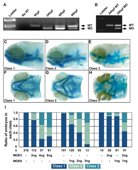 Fig. 2. Two splice-site targeted Disc1 morpholinos altered disc1MOE3-injected embryos demonstrated alternative splicing of mRNA resulting in a smaller transcript