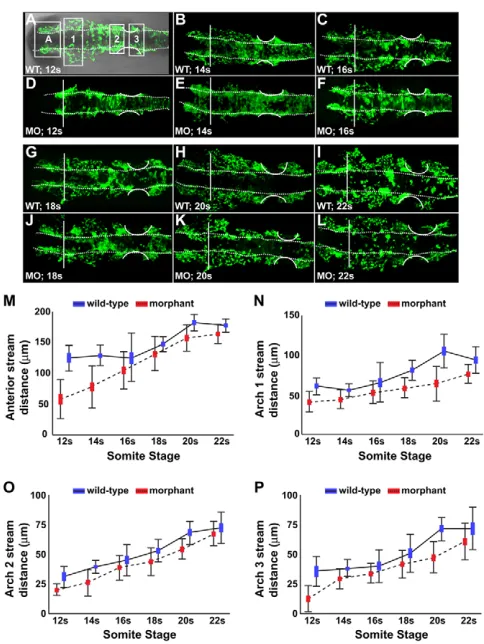 Fig. 6. Disc1 repressed foxd3expression (arrows). Expression of Disc1 morphants. F and G are lateral views, H and I, dorsal views, both200 pg of resulted in unilateral expression at 5s