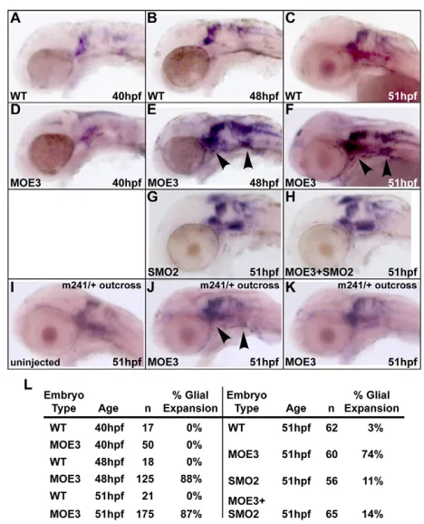 Fig. 7. Partial reduction of Sox10 in Disc1 morphants suppressedcraniofacial defects and CNC expansion