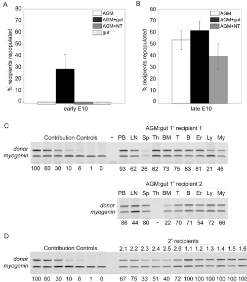 Fig. 2. HSC analysis after explant culture of AGM and AGM withsurrounding tissues.analysis for multi-lineage hematopoietic repopulation of primary (1recipient 1 and 2) injected with cells from early E10 AGM:gut