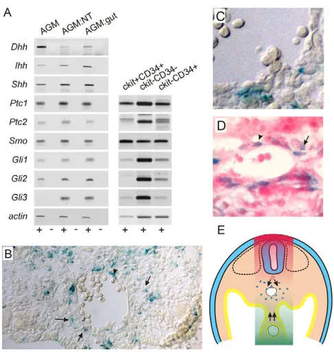 Fig. 4. Expression of Hedgehogs, receptors and targets in theAGM.information influences AGM HSC induction
