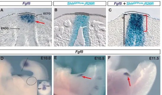 Fig. 2. Fgf8arrow) in a section of an E11.5 normal embryo is localizedexclusively to the cloacal endoderm (ENDO) and is excluded fromthe ectoderm (ECTO; dotted lines)