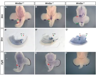 Fig. 3. Fgf8 is activated following