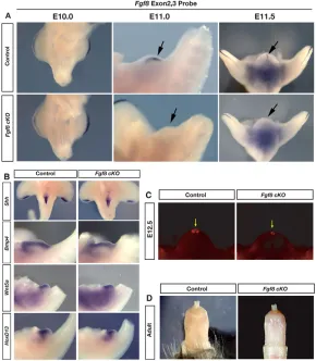 Fig. 4. External genitalia develop normally in theabsence ofand control littermates at E12.5 shows that apoptosis isnot increased in the absence of Fgf8 (arrow)