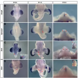 Fig. 5. Analysis of targets of Fgf signaling in the genital tubercle.(and Detection of these targets at E12.5 coincided with the expression ofand during initiation of genital budding at E10.5, although both genes wereexpressed in the limb buds, somites and