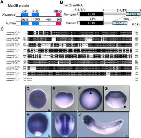 Fig. 1. Characterization of mex3bmex3blate gastrula (H), early neurula (I) and tailbud (J) stages