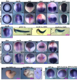 Fig. 5. Functional analysis of Mex3b in earlyembryogenesis. ng/embryo), and subjected to WISH for endogenousmex3bwith GFP, GFP+33small eye (arrowheads in Q,QmRNA injection