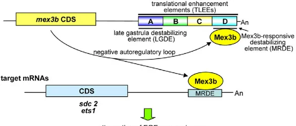 Fig. 8. A model for post-transcriptional regulation byMex3b. Mex3b protein levels are determined by fine-tuningmechanisms involving TLEEs and the LGDE, and a negativeautoregulatory loop through the MRDE