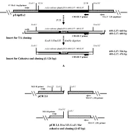 Fig. 1: Strategy used for generating inserts for ligation. A. Generating  insert specific primer