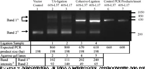 Table 1: Primers used for cloning and analysis of ligation mixtures. 