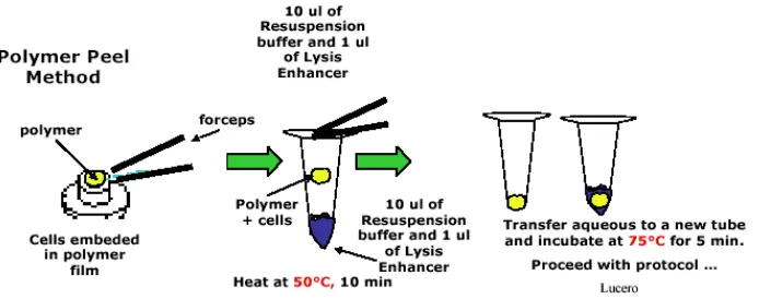 Fig. 17: EXCEL file layout detailing RNA extraction/isolation procedure where polymer tabs with laser  captured cells are first peeled off the HS LCM caps and then processed