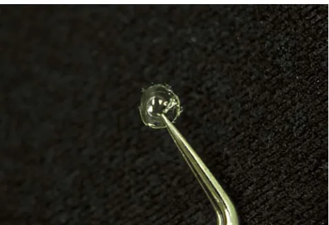 Fig. 20: The removable polymer tab (onto which cells are laser- captured) being lifted by forceps