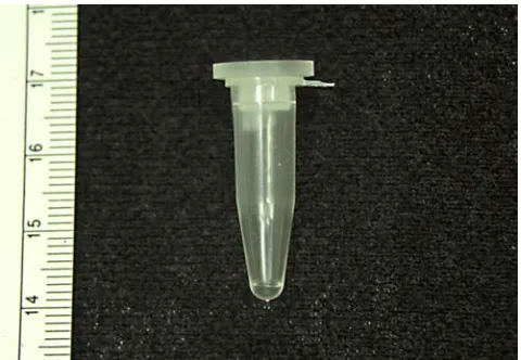 Fig. 22: The ABI 0.5 mL GeneAmp tube containing 10 uL Lysis Buffer.  