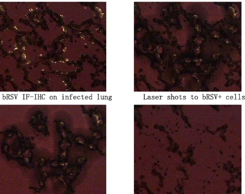 Fig. 7: IF-IHC staining for alveolar type II cells (marker; CD208) using Cy3;  viewed on a regular fluorescence microscope