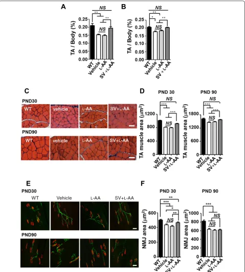 Figure 7 Combined treatment improves muscle pathology in mice with late-onset spinal muscular atrophy (SMA)anterior (TA) muscle weight-to-body weight ratio in mice with late-onset SMA in response to different treatments on postnatal days (PNDs) 30 and 90(n