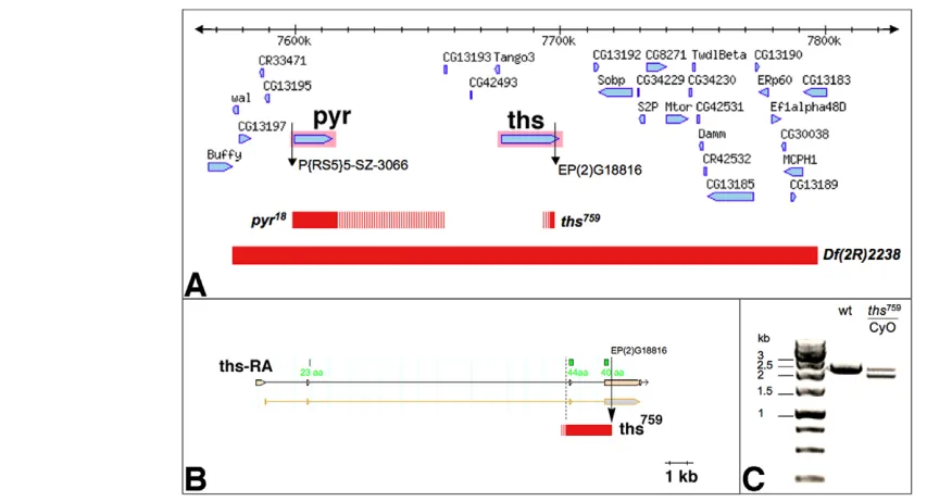 Fig. 1. Genomic characterisation of single mutant alleles for ths and pyr. (A) Region of the Drosophila genome corresponding to cytologicalbands 48C1-48C4
