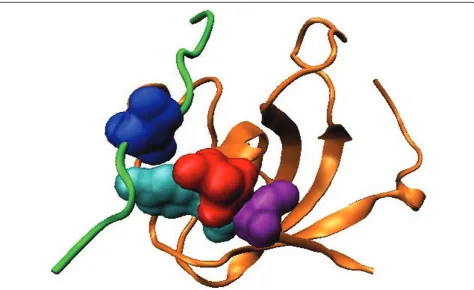 Figure 3 Top-scoring residue pair for the natural PDZ domain.The PDZ domain (orange) and the ligand (green) in the biologicalassembly (dimer) of the PDB structure 2H2C are shown