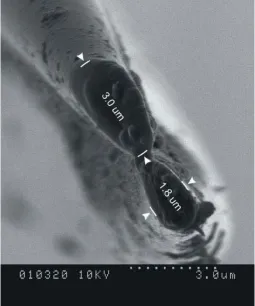 Fig. 3: A scanning-electron micrograph of a gold/palladium sputter-coated double-barreled microelectrode tip