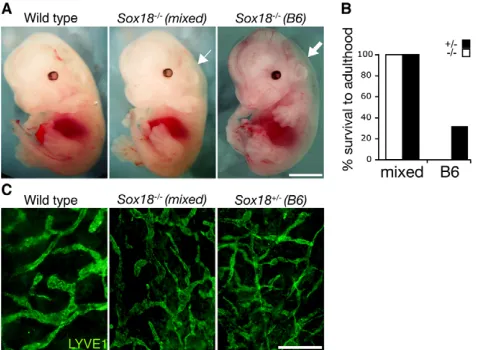 Fig. 1. Severity of the Sox18-mutant phenotype depends on the–/– 