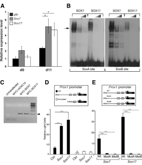 Fig. 2. SOX7 and SOX17 can regulate the lymphaticendothelial gene Prox1. (A) Quantitative RT-PCR analysis ofProx1 expression levels in ES cells infected with lentiviral vectorsencoding GFP (negative control; black bars), SOX7 (gray bars) orSOX17 (white bar