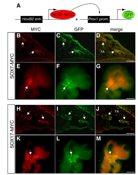 Fig. 3. transient transgenic experiments. (Misexpression of SOX7 and SOX17 triggers ectopicexpression of a Prox1 reporter in vivo