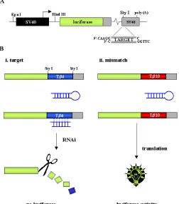 Fig. 2: A reporter assay to determine the specificity of RNAi. A. Oligonucleotides were synthesized to contain the 23nt shRNA target region, 20nt of flanking sequence on each side and appropriate nucleotides to generate StyI overhangs