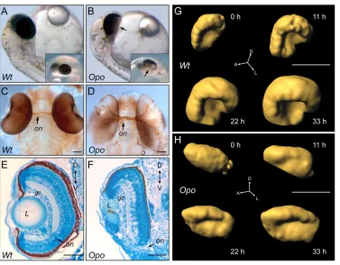 Fig. 1. The opo mutant affects