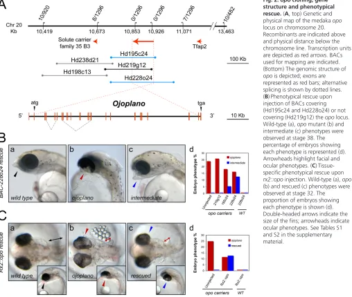 Fig. 2. opo cloning, gene