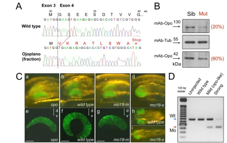 Fig. 3. ojoplanoopo(h,i) view, and eye morphology at stage 26 assessed by confocal microscopy (e-g)