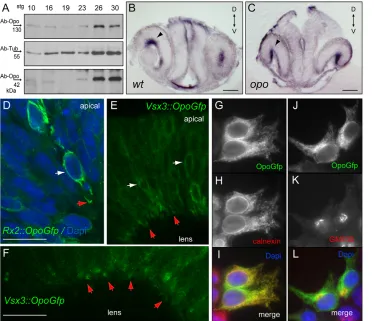Fig. 4. Opo expression in the