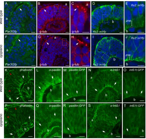 Fig. 5. Basal focal adhesion recruitment is deficient in opoPar3Gfp (A,E) andmorphology of neuroblast feet in integrin from stage 25 retinae