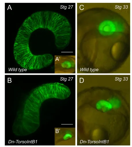 Fig. 6. Optic cup folding depends on integrin-adhesive function.Integrin function during optic cup morphogenesis was investigated byinduced morphogenetic defects (D) are permanent, as assessed in stage33 embryos (C), compare with wild type (D)