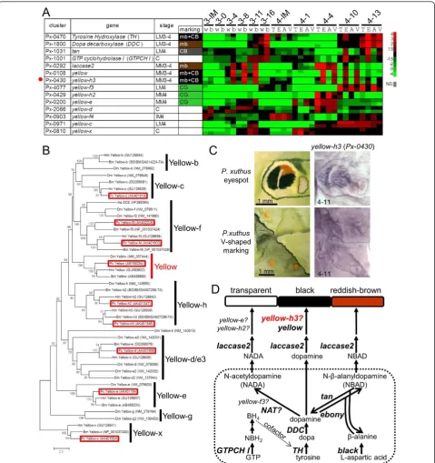 Figure 7 Spatial expression pattern of melanin synthesis genesgenes andthe right; N.D., not detected)