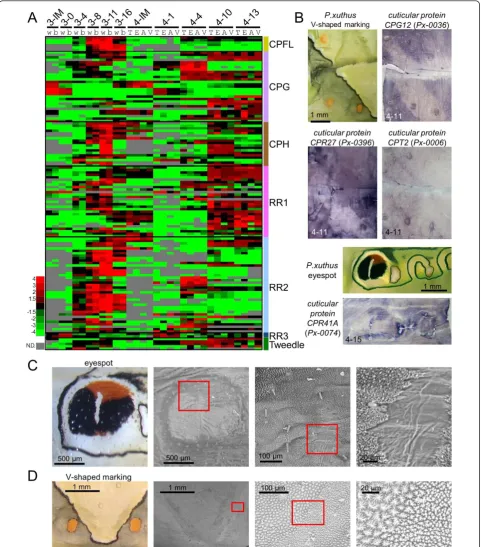 Figure 8 Marking-specific expression of cuticular protein genes and marking-associated cuticular nanostructure