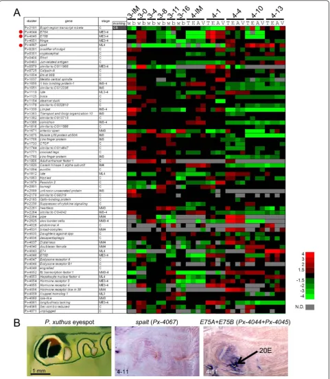 Figure 9 Expression pattern of candidates for patterning genes. (A) Heat map of the relative expression level of 67 regulatory genes(transcription factors and signal transducers)