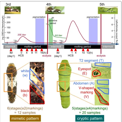 Figure 2 Scheme of microarray analyses. Larval epidermis was dissected at 11 different stages indicated by red arrowheads