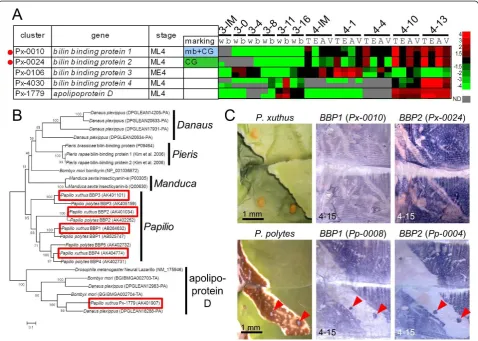 Figure 5 Expression pattern of bilin-binding protein genes. (A) Heat map of four bilin-binding protein genes and their related geneapolipoprotein D in P