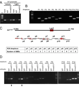 Fig. 3. Tgfβ promotes Smad2/3 binding to the Arfpromoter. (A) Representative chromatin