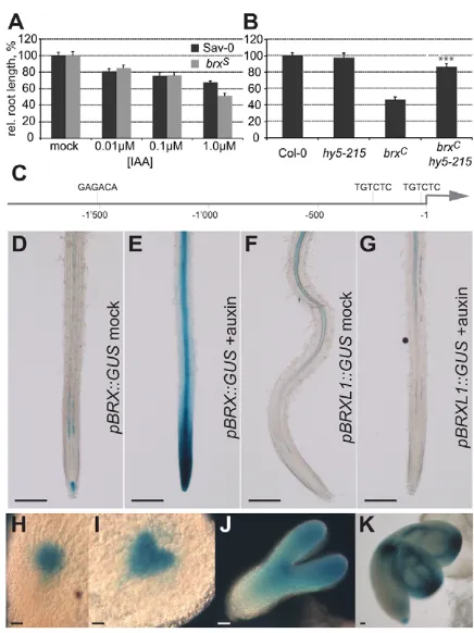Fig. 1. Auxin-induced and embryonic expression of BRX(GUSstained for GUS activity after mock (D) or auxin (10E) treatment