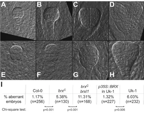 Fig. 2. Embryo phenotypes in brx loss-of-function mutants.(A-D) Microscopic images (Nomarski optics) of stereotypical wild-typeembryos from the early dermatogen up to the heart stage