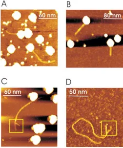 Fig. 5: Snap shot images of the RNA release. (A) Bent RNA molecules in connection with the virus capsid