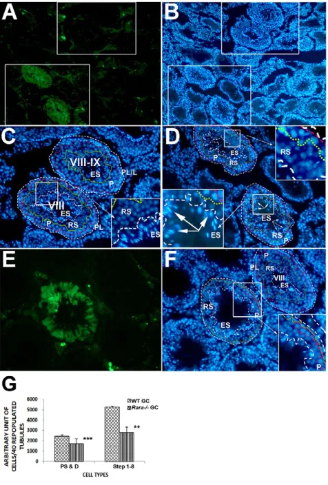 Fig. 2. Rarawith wild-type germ cells (WT GC) and The total number of various cell types [pachytene spermatocytes anddiplotene spermatocytes (PS and D); step 1-8 round spermatids (Step 1-8)] per 40 repopulated tubules were counted