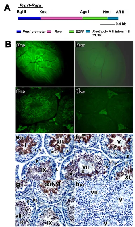 Fig. 5F) and a number of spermatozoa had their tails coiled around
