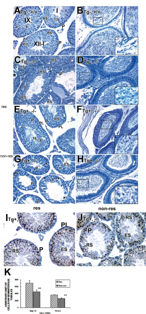 Table 1. The progeny obtained from spermatid-specific rescue of fertility in Rara–/–; Prm1-Rara/EGFP+ males